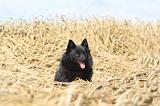 SCHIPPERKE 046